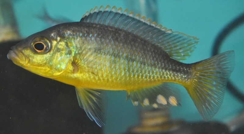 'Hemitaeniochromis' sp. 'spilopterus yellow'